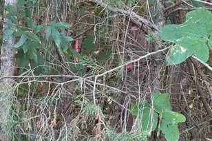 976 Peden Bridge Rd, Chester, SC 29706 - Photo 35