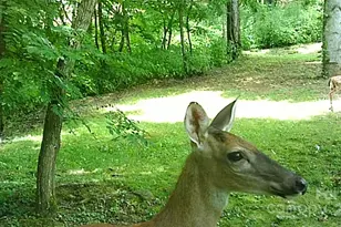 120 Spotted Fawn Ln, Waynesville, NC 28785 - Photo 33