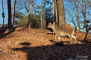 10 Chestnut Ridge Rd, Mills River, NC 28759 - Photo 45