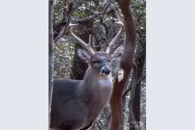 10 Chestnut Ridge Road, Mills River, NC 28759 - Photo 47