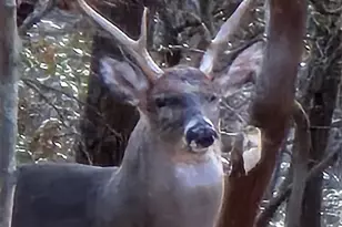 10 Chestnut Ridge Rd, Mills River, NC 28759 - Photo 47