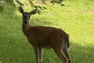 550 Welcome Way, Boone, NC 28607 - Photo 45