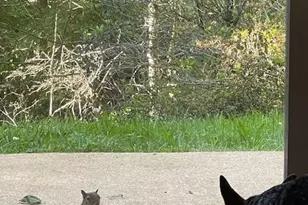 167 Simmons Ridge Rd, Spruce Pine, NC 28777 - Photo 39