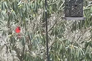 167 Simmons Ridge Rd, Spruce Pine, NC 28777 - Photo 33