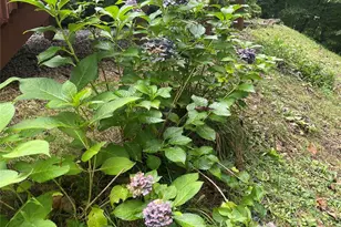 100 Susanna Cove Rd, Mars Hill, NC 28754 - Photo 25