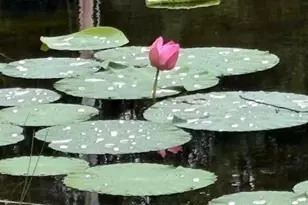 7868 Kinglet Rd, Connelly Springs, NC 28612 - Photo 15