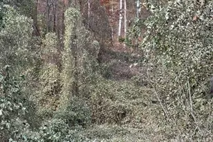 200 Little Wings Mountain Rd, Columbus, NC 28722 - Photo 41