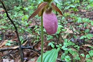 117 Woods View Trail, Fairview, NC 28730 - Photo 35