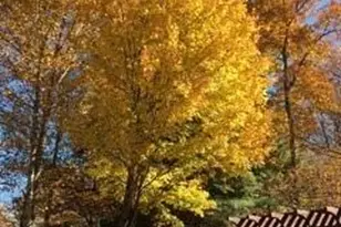 37 Wood Robin Ln, Black Mountain, NC 28711 - Photo 35