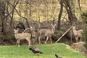 303 Constitution Dr, Morganton, NC 28655 - Photo 43