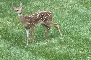 303 Constitution Dr, Morganton, NC 28655 - Photo 45