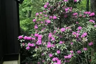 115 Kinwood St, Morganton, NC 28655 - Photo 29