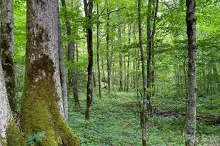 10 Mountain Gait Dr, Mars Hill, NC 28754 - Photo 5