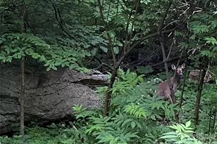 10 Mountain Gait Dr, Mars Hill, NC 28754 - Photo 9