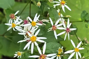 607 Rockytop Trl, Barnardsville, NC 28709 - Photo 47