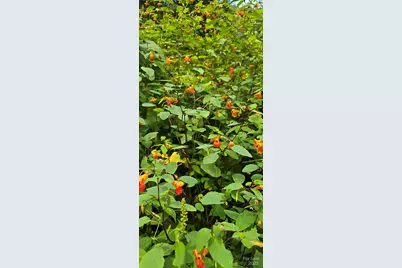 607 Rocky Top Trail, Barnardsville, NC 28709 - Photo 45