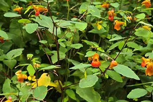 607 Rockytop Trl, Barnardsville, NC 28709 - Photo 45