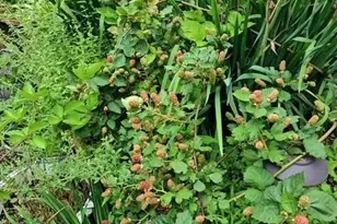 911 Shelby Dr, Greensboro, NC 27409 - Photo 31