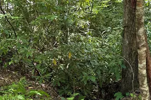 Lot 4 Rosewood Ln, Burnsville, NC 28714 - Photo 7