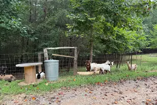 424 Winnies Rd, Bostic, NC 28018 - Photo 9