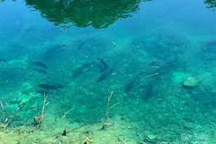 1619 Ellis Belk Rd, Monroe, NC 28112 - Photo 45