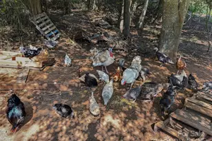 250 Circus Trail, Forest City, NC 28043 - Photo 27