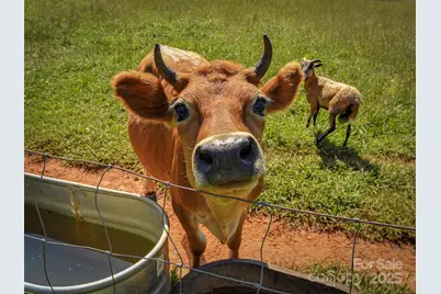 250 Circus Trail, Forest City, NC 28043 - Photo 37