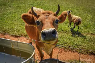 250 Circus Trail, Forest City, NC 28043 - Photo 37