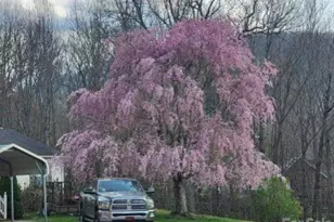 98 Cardinal Ln, Burnsville, NC 28714 - Photo 31