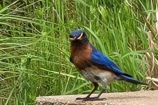 1243 Greenland Dr, Denver, NC 28037 - Photo 33