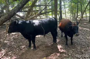 1301 Double Springs Church Rd, Shelby, NC 28150 - Photo 23