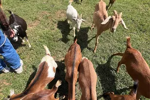 1301 Double Springs Church Rd, Shelby, NC 28150 - Photo 39