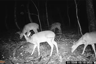 1627 Mt Hebron Church Ct, Taylorsville, NC 28681 - Photo 33