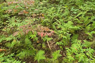 557 Country Clb Ests Dr, Sapphire, NC 28774 - Photo 37