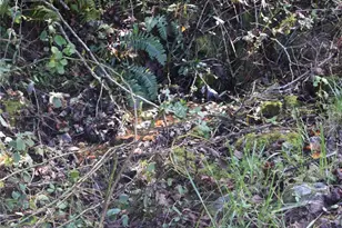 362 Cagle Cove, Sylva, NC 28779 - Photo 45