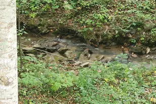 306 Henry Dingus Way, Maggie Valley, NC 28751 - Photo 41