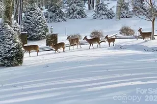 198 Little Harbour None, Vilas, NC 28692 - Photo 45