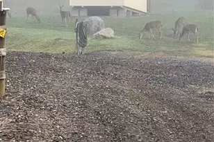 456 Maney Br Rd, Burnsville, NC 28714 - Photo 47