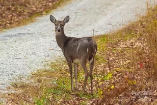 343 E Marshall Ridge Rd, Hendersonville, NC 28792 - Photo 39