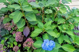 10 Cotton Creek Cir, Black Mountain, NC 28711 - Photo 45