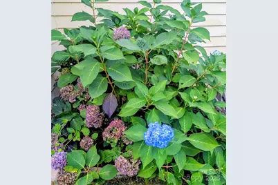 10 Cotton Creek Circle, Black Mountain, NC 28711 - Photo 43