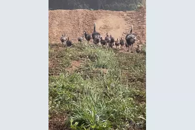 000 Maney Branch Road, Burnsville, NC 28714 - Photo 41