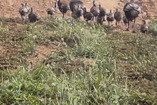 000 Maney Branch Rd, Burnsville, NC 28714 - Photo 41