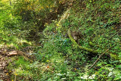 000 Maney Branch Road, Burnsville, NC 28714 - Photo 19