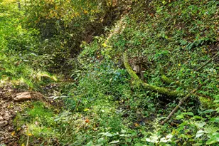 000 Maney Branch Rd, Burnsville, NC 28714 - Photo 19