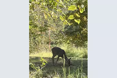 000 Maney Branch Road, Burnsville, NC 28714 - Photo 43