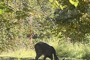 000 Maney Branch Rd, Burnsville, NC 28714 - Photo 43