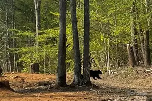 30 Crk Bnd Ln, Asheville, NC 28805 - Photo 27