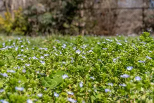 186 Tanner St, Rutherfordton, NC 28139 - Photo 33