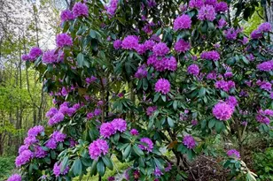 1299 Pine Ridge Rd, Burnsville, NC 28714 - Photo 31